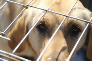 娱乐吃瓜酱中狗妈